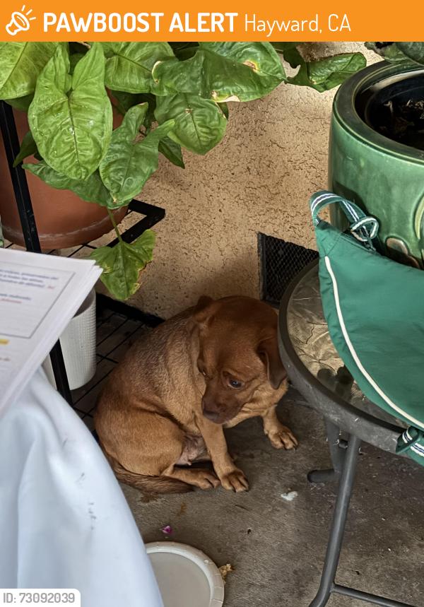 Found/Stray Female Dog last seen Foothill ave. , Hayward, CA 94541