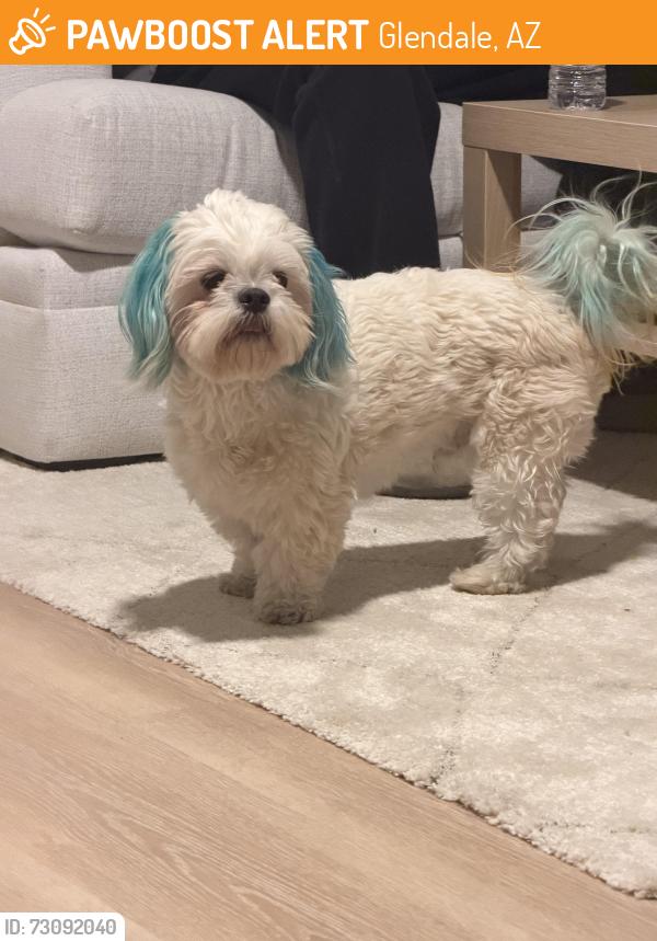 Found/Stray Female Dog last seen 67th and orangwood Ave, Glendale, AZ 85301