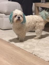 Found/Stray Female Dog last seen 67th and orangwood Ave, Glendale, AZ 85301