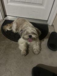 Reunited Female Dog last seen Mac Arthur Park, Converse, TX 78109
