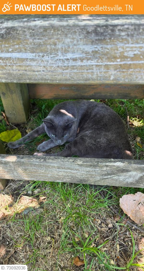 Found/Stray Unknown Cat last seen Moss Wright Park, Goodlettsville, TN 37072