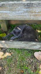 Found/Stray Unknown Cat last seen Moss Wright Park, Goodlettsville, TN 37072