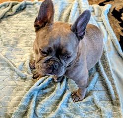 Reunited Female Dog last seen Marrinez, Burlingame, CA 94010