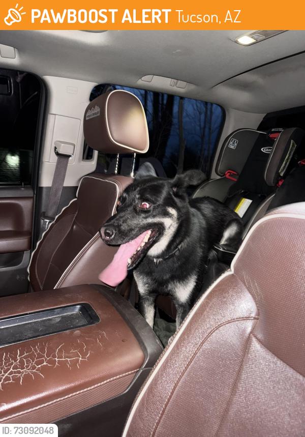 Found/Stray Male Dog last seen Nogales Hwy & Pima mine rd, Tucson, AZ 85756