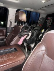 Found/Stray Male Dog last seen Nogales Hwy & Pima mine rd, Tucson, AZ 85756