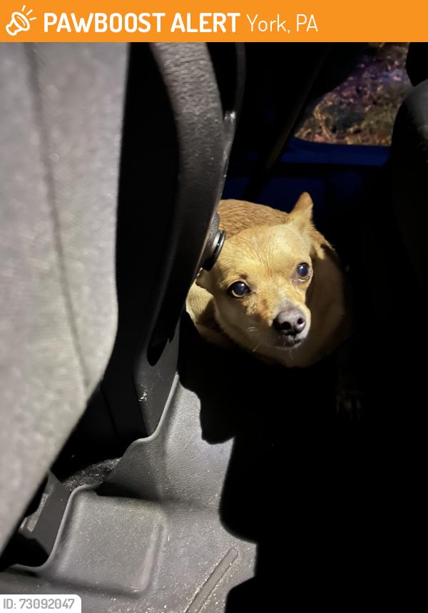 Found/Stray Male Dog last seen Across from York College, York, PA 17403