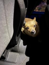 Found/Stray Male Dog last seen Across from York College, York, PA 17403