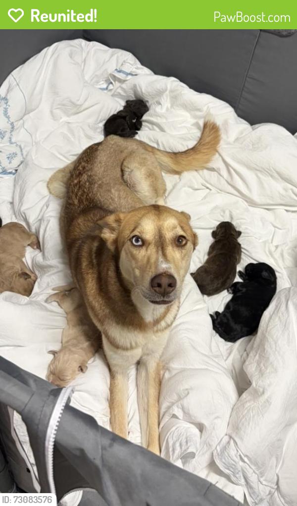 Reunited Female Dog last seen Silverado , Antioch, CA 94509