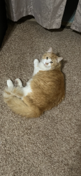 Lost Male Cat last seen Victoria park ln & fairmont way Rancho Cucamonga, Rancho Cucamonga, CA 91701