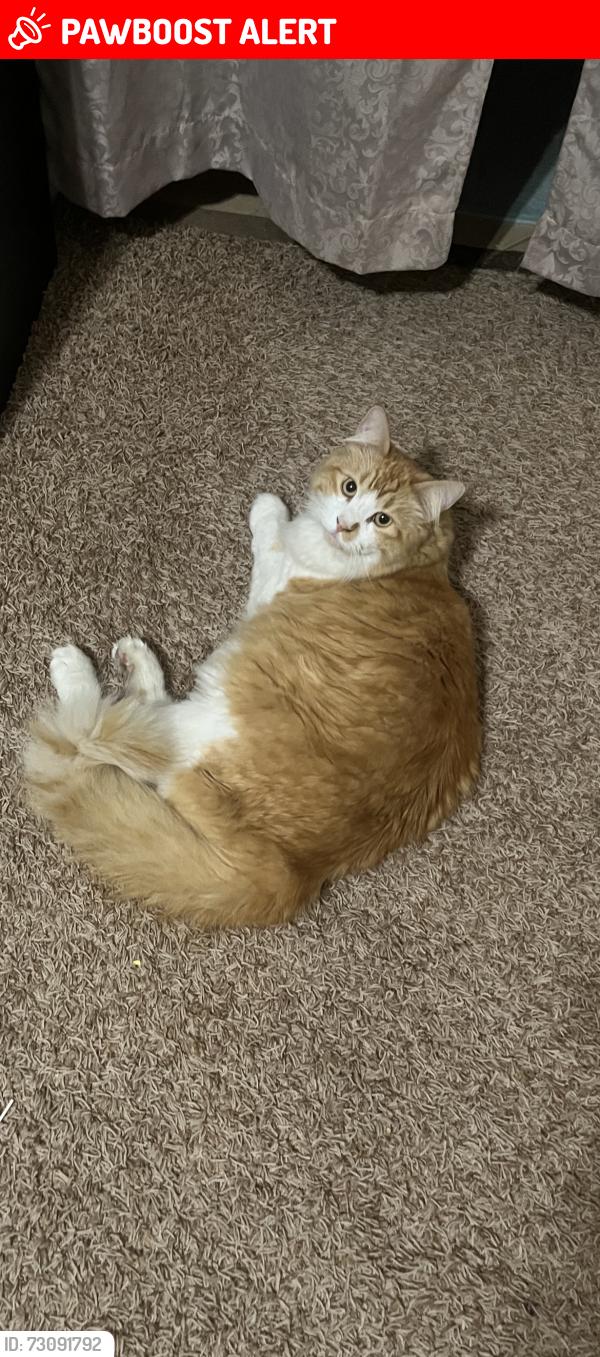 Lost Male Cat last seen Victoria park ln & fairmont way Rancho Cucamonga, Rancho Cucamonga, CA 91701