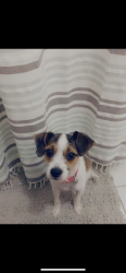 Lost Female Dog last seen Glenway & Ross BP Gas Station near by, Cincinnati, OH 45205