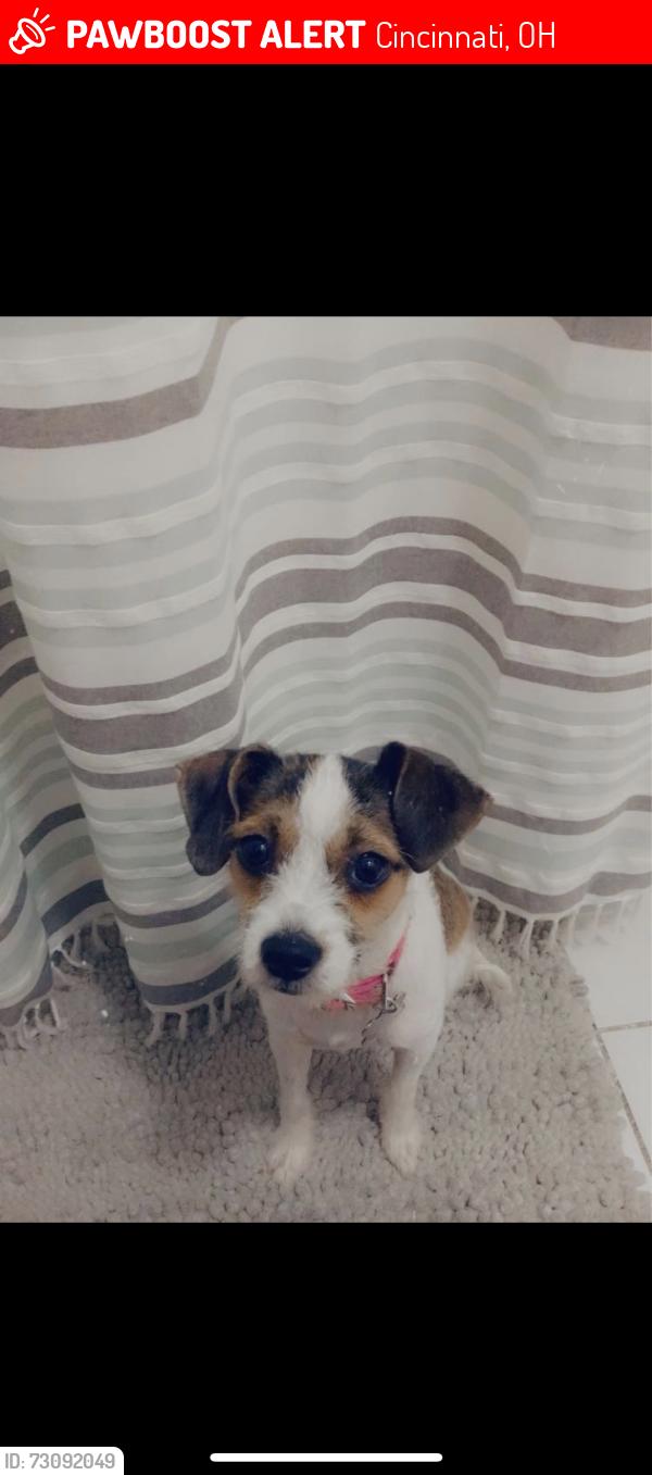 Lost Female Dog last seen Glenway & Ross BP Gas Station near by, Cincinnati, OH 45205