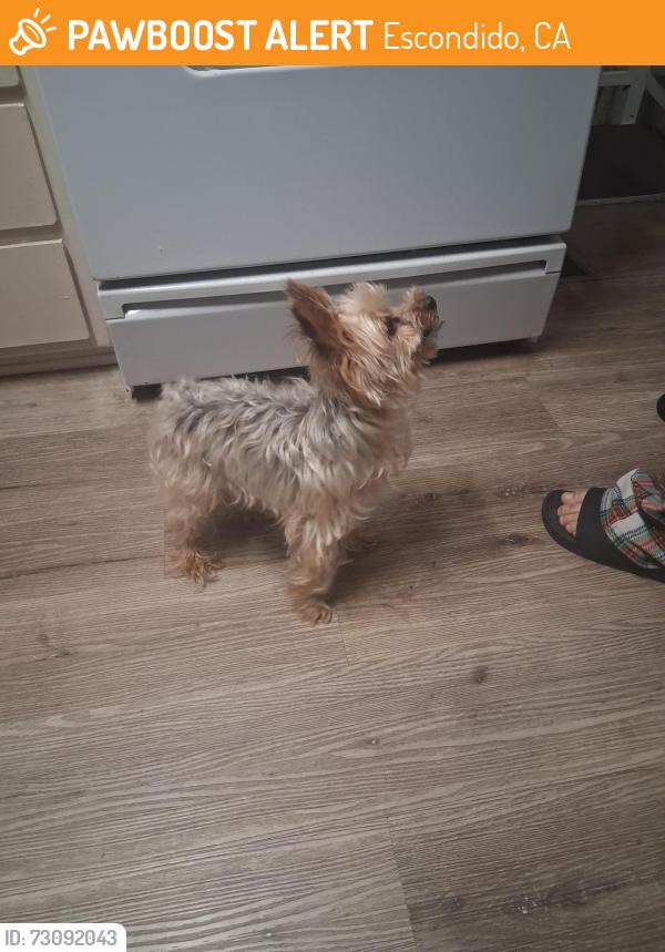Found/Stray Unknown Dog last seen El norte parkway, Escondido, CA 92027