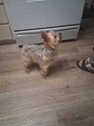 Found/Stray Unknown Dog last seen El norte parkway, Escondido, CA 92027