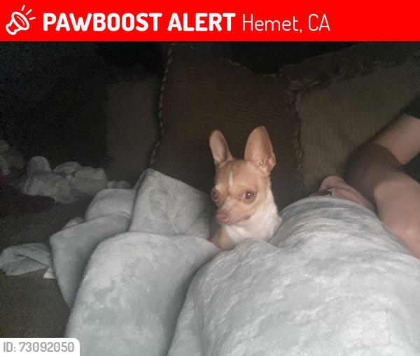 Lost Female Dog last seen Cornish ave, Hemet, CA 92544