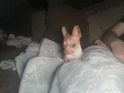 Lost Female Dog last seen Cornish ave, Hemet, CA 92544