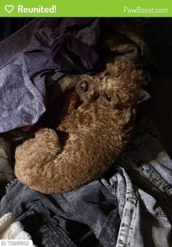 Reunited Female Dog last seen Pewitt ranch, lone tree elementary, lone tree , Antioch, CA 94531