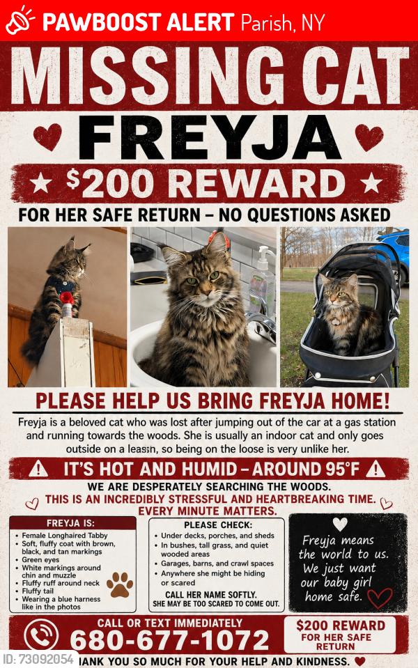 Lost Female Cat last seen At the mirabito in parish ny, Parish, NY 13131