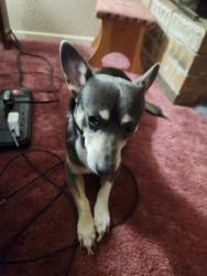 Reunited Male Dog last seen Amherst Ln, Grand Prairie, TX 75052