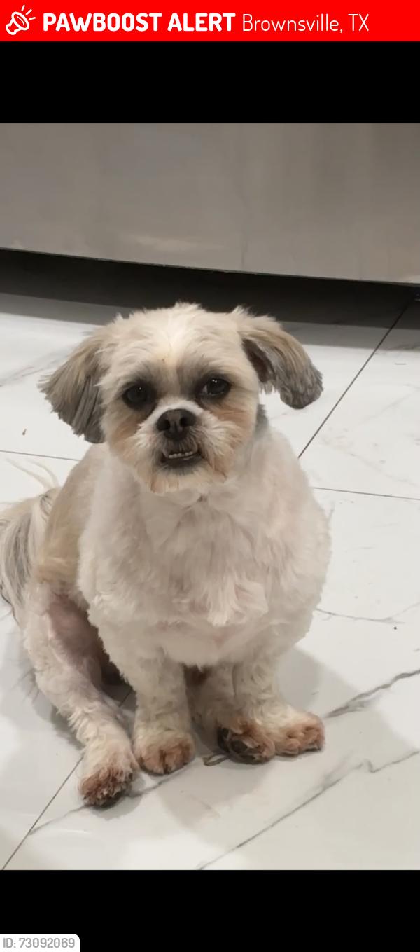 Lost Male Dog last seen Southmost and villita, Brownsville, TX 78521