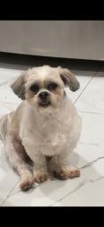 Lost Male Dog last seen Southmost and villita, Brownsville, TX 78521