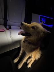 Reunited Female Dog last seen East H street, Chula Vista, CA 91910