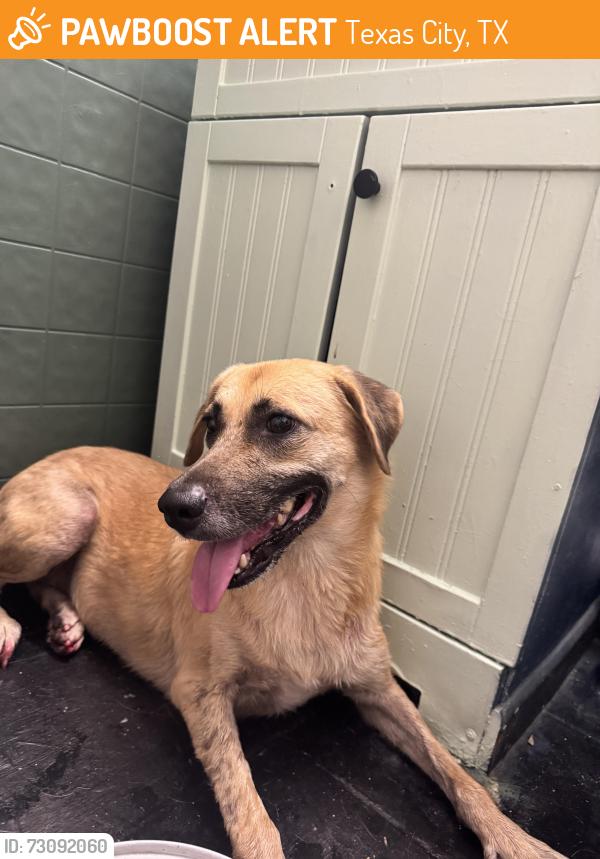 Found/Stray Unknown Dog last seen Near 28th Ave N, Texas City, TX 77590, Texas City, TX 77590