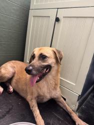 Found/Stray Unknown Dog last seen Near 28th Ave N, Texas City, TX 77590, Texas City, TX 77590