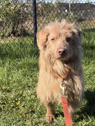 Lost Male Dog last seen State Ave, Mortensen Rd, South Dakota Ave, Ames, IA 50010