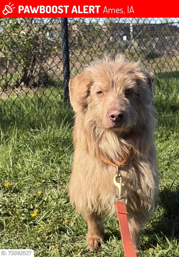 Lost Male Dog last seen State Ave, Mortensen Rd, South Dakota Ave, Ames, IA 50010