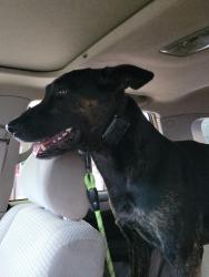 Lost Male Dog last seen Wagner Rd exit Petersburg, Va, Petersburg, VA 23805