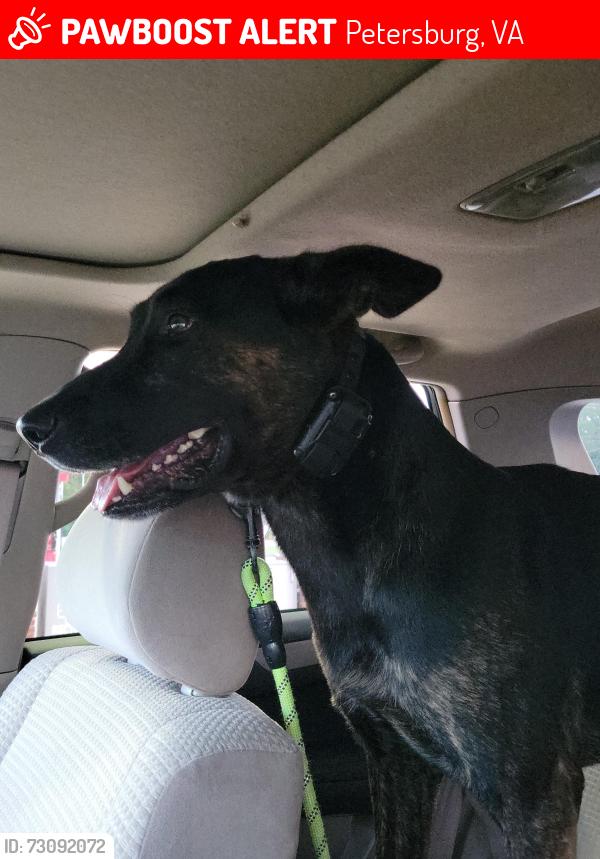 Lost Male Dog last seen Wagner Rd exit Petersburg, Va, Petersburg, VA 23805