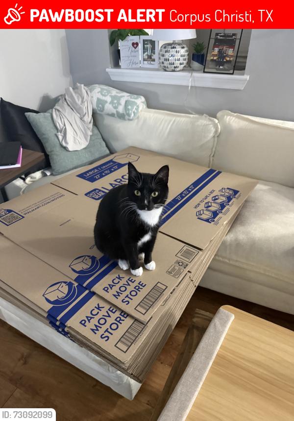 Lost Male Cat last seen Stella By the bay apmts, Corpus Christi, TX 78412