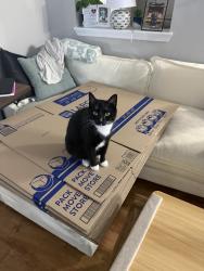 Lost Male Cat last seen Stella By the bay apmts, Corpus Christi, TX 78412