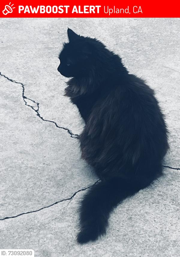 Lost Female Cat last seen 7th & San Antonio Ave., Upland, CA 91786