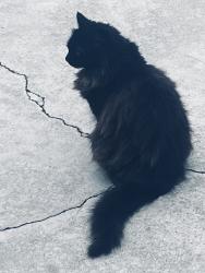 Lost Female Cat last seen 7th & San Antonio Ave., Upland, CA 91786