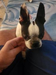 Reunited Female Dog last seen Roxanne and Tiegen, Hayward, CA 94542