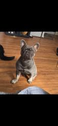 Reunited Male Dog last seen Speedway/silverbell grande ave/stmarys, Tucson, AZ 85745