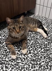 Found/Stray Male Cat last seen Commerce st Newark, Newark, NJ 07102