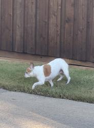 Found/Stray Male Dog last seen Republic dr and Rashmore, Frisco, TX 75034