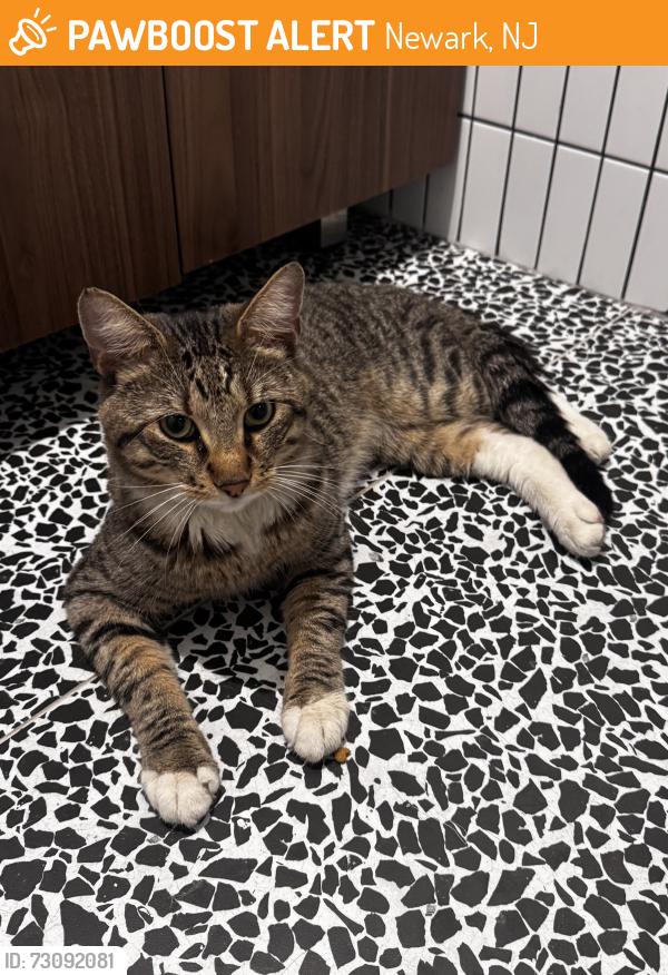 Found/Stray Male Cat last seen Commerce st Newark, Newark, NJ 07102