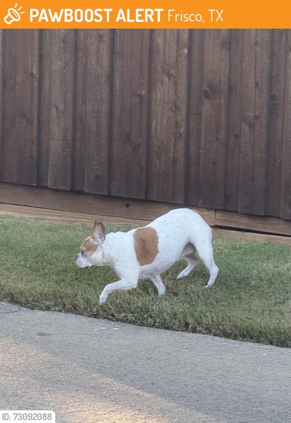 Found/Stray Male Dog last seen Republic dr and Rashmore, Frisco, TX 75034