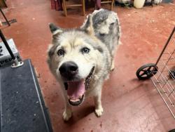 Found/Stray Female Dog last seen Brushy Valley Rd., Clinton, TN 37716