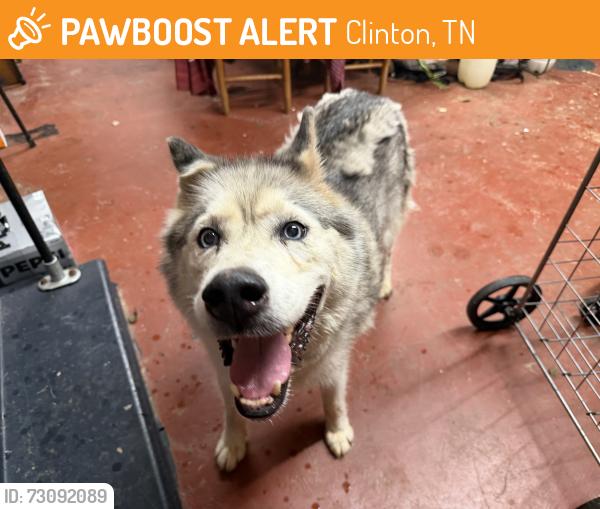 Found/Stray Female Dog last seen Brushy Valley Rd., Clinton, TN 37716