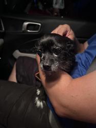 Reunited Female Dog last seen Bayshore (by the gas station) , Port St. Lucie, FL 34983