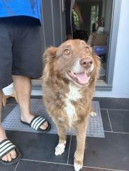 Found/Stray Unknown Dog last seen Haynes Street, Los Angeles, CA 91306