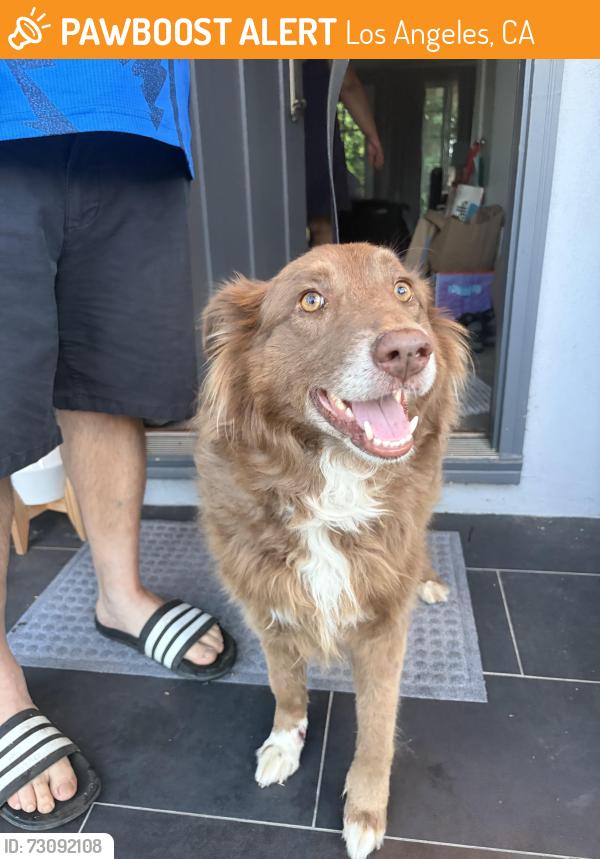 Found/Stray Unknown Dog last seen Haynes Street, Los Angeles, CA 91306