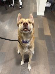 Found/Stray Male Dog last seen On carlin ave, Lynwood, CA 90262