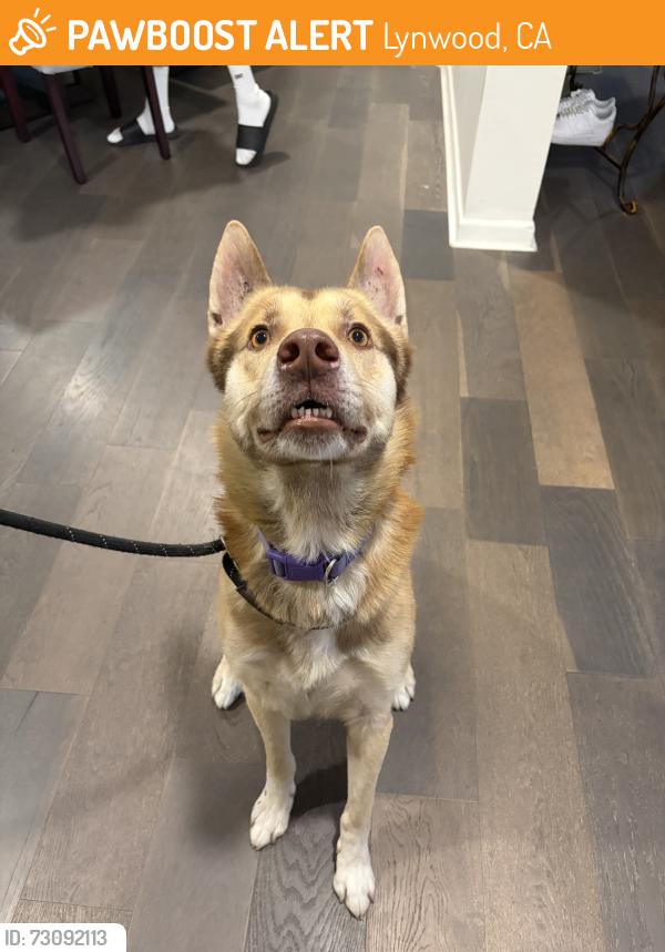 Found/Stray Male Dog last seen On carlin ave, Lynwood, CA 90262