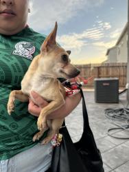 Reunited Male Dog last seen Mercey springs by Starbucks, Los Banos, CA 93635